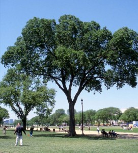 Happy Elm Tree